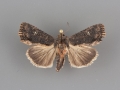 9561 Dypterygia patina female