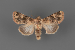 9598-Pseudobryomima-distans-male