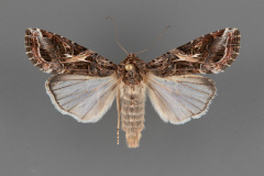 9669-Spodoptera-ornithogalli-female-iii-19