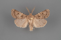 9674-Spodoptera-hipparis-male-iii-91
