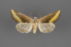 9741-Plagiomimicus-aureolum-femaleiii-79