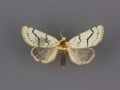 9759 Lineostriastiria sexseriata female