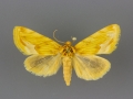 9765 Cirrhophanus dyari male