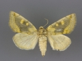 9780 Basilodes chrysopis female