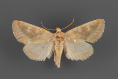 9780-Basilodes-chrysopsis-male
