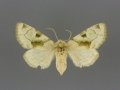 9791 Oslaria viridifera female