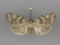 9814 Cosmia praeacuta female