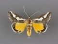 9307 Euscirrhopterus gloveri male
