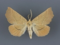 6873 Caripeta ocellaria-2-male