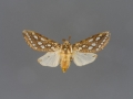 8209 Lophocampa argentata-male