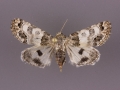 11181 Schinia albafascia-female